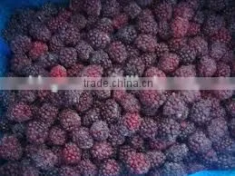 IQF Blackberry With Good Quality for Sale thumbnail-4