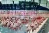 Poultry Chicken Automatic Eviscerating Line, Evisceration Line for Poultry Goose Duck Broiler Chicken Slaughterhouse thumbnail-1