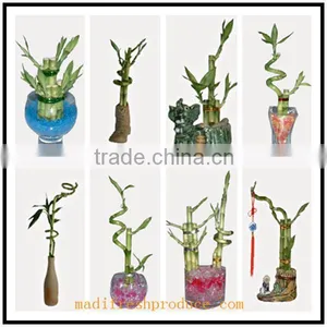 Lucky Bamboo Plants Wholesale thumbnail-5