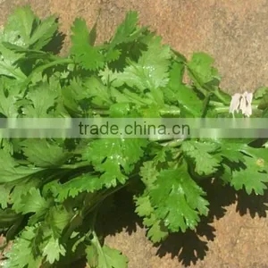 Green Parsley thumbnail-1