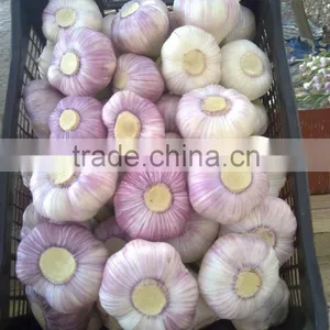 Hot Sale Egyptian Fresh Garlic (Red, White) for Export thumbnail-4