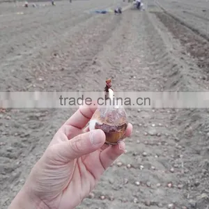 Zhangzhou Narcissus Tazetta Bulbs Daffodil Flower Bulb thumbnail-2