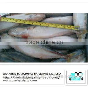 Mackerel Fish Price thumbnail-5