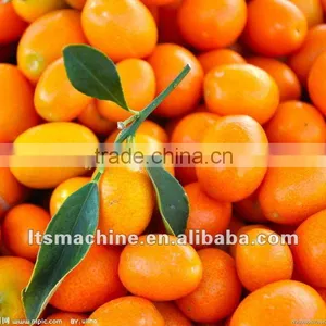Fruit & Vegetable Washing Waxing and Grading Machine thumbnail-1