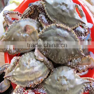 Frozen Many Sizes Swimming Crabs on Sale thumbnail-1