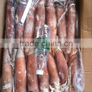 Frozen China Origin Todarodes Pacificus Squid Japanese Flying W/R thumbnail-1