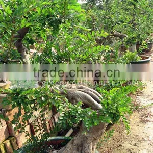 Ulmus Pumila Small Bonsai Trees thumbnail-1