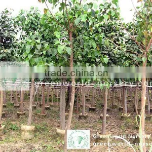 Ficus Religiosa Nursery Plants thumbnail-1