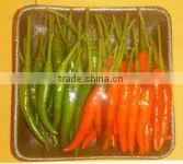 Red and Green Chilli thumbnail-1