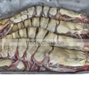 PENAEUS MONODON thumbnail-1