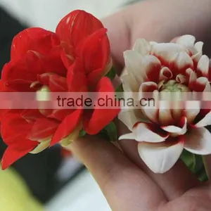 Cut Fresh Latest Dahlia Plants thumbnail-3
