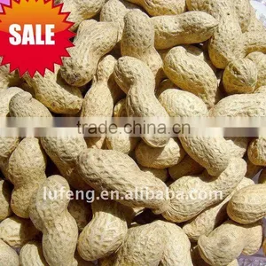 Chinese New Fresh Peanut In Shell 9/11 thumbnail-1