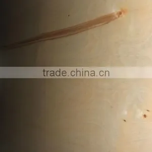 17MMX1220X2440 UV White Birch Plywood thumbnail-6