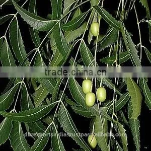 Pure Neem Leaf Extract via SCFE Co2 thumbnail-1