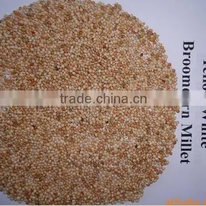 Red Sorghum Market Price With New Crop thumbnail-6