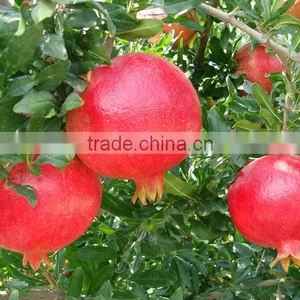 Turkish Pomegranate Hicaz Pomegranate Made in Turkey thumbnail-1