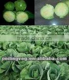 New Artificial Purple & Green Cabbage thumbnail-1