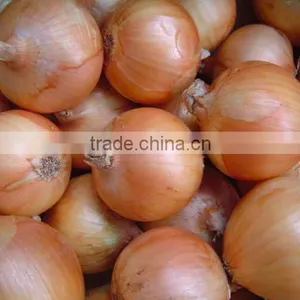 FX-128-3A Hot Sale Onion Peeling Processing Machine thumbnail-5