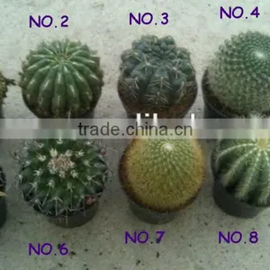 8.50cm Pot Ungrafted Cactus thumbnail-1