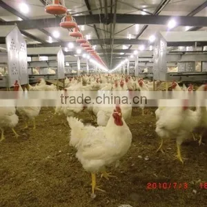 Engineer Available Chicken Control Farming Shed Material for Poultry Feeding and Shed thumbnail-1