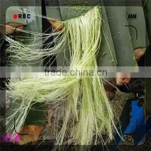 DLHL New Product!! 100% Natural Sisal Fiber/whiten Sisal Fiber/Coconut Fiber thumbnail-6