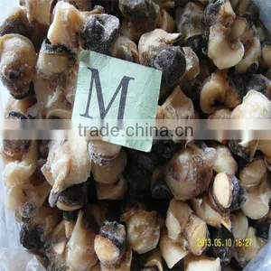 Fresh Sea and Frozen Wholesale Conch Shell thumbnail-1