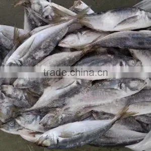 SEA FROZEN HORSE MACKEREL thumbnail-1