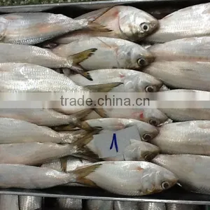FROZEN SARDINE FISH/ SHAD FISH/ SIZE 4/6 thumbnail-6