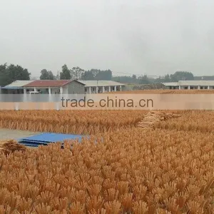 120*2.2cm Natural Eucalptus Wooden Broom Handle thumbnail-6