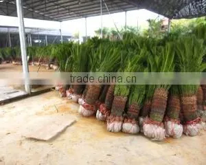 Foshan Greenworld Nursery Co., Ltd. company overview - view 3 thumbnail