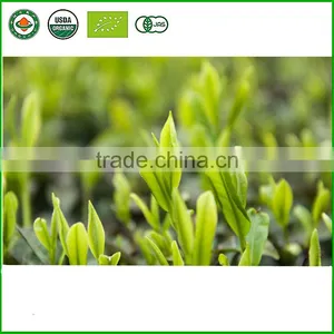 Low Price Clean, Healthy and High Quality Organic Green Tea thumbnail-1