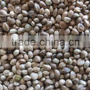 Organic Hemp Seed thumbnail-1