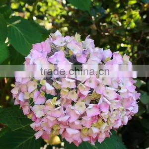 Low Price Cheapest Hydrangea Flowers Bonsai thumbnail-1