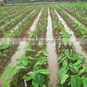 FROZEN TARO BEST PRICE - HIGH QUALITY FROM VIETNAM thumbnail-4