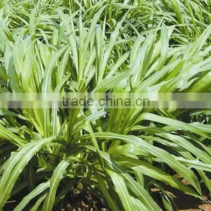 Tropical and Subtropical Perennial Pennisetum Forage Seed thumbnail-1
