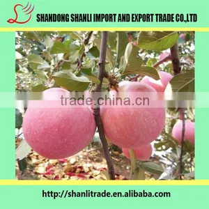 100/113/125# Fresh Organic Fruits Red Fuji Apples Fresh Fuji Wholesale Apples thumbnail-3