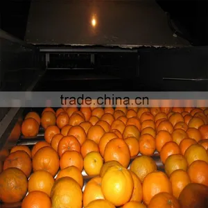 Orange Washing ,waxing ,grading and Packing Production Line thumbnail-4