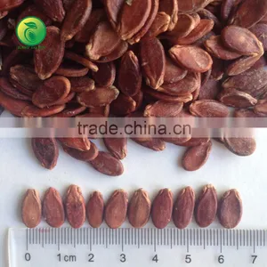Salted and Roasted Hybrid Watermelon Seed thumbnail-1