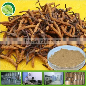 100% Natural Cordyceps Sinensis Mycelium Extract thumbnail-1