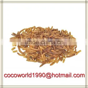 Birds That Eat Mealworms/what to Feed Meal Worms/crickets and Mealworms for Sale thumbnail-1