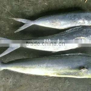 IQF Frozen Mahi Mahi Fish Whole Round thumbnail-1