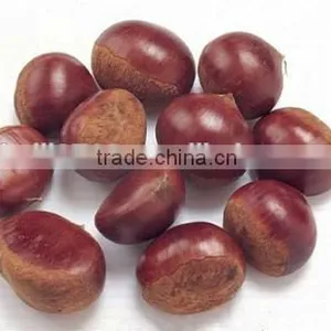 Dandong China Chestnut thumbnail-3