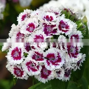 Single Carnations thumbnail-1