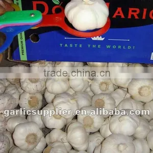 PURE WHITE GARLIC NEW CROP thumbnail-2