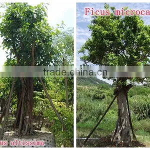 for Outdoor Landscaping Ornamental Bonsai Plants thumbnail-1