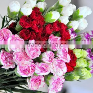 Fresh Cut Muticolor Carnation Flower thumbnail-4