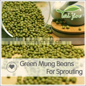 98% UP Sprouting Rate Big Size Green Mung Beans For Sprouting thumbnail-2