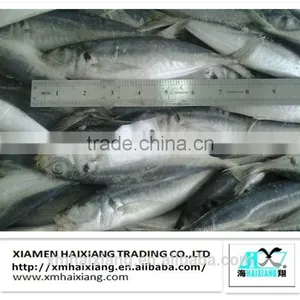 Price for Frozen Horse Mackerel Fish thumbnail-2