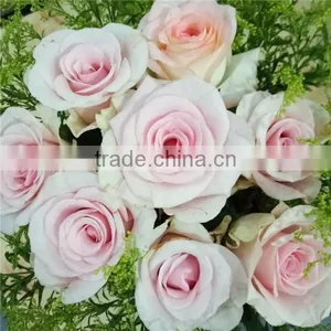 Export Roses Fresh Cut Flowers From Kunming of China thumbnail-1