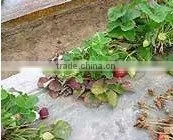 PP Non Woven Fabric For Agriculture thumbnail-1